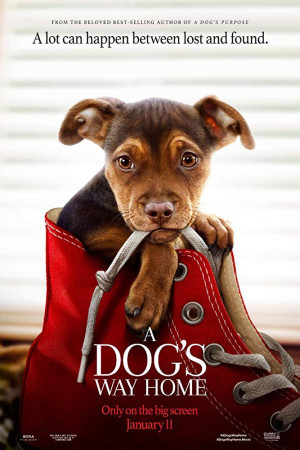 دانلود فیلم A Dogs Way Home 2019 | فیلم مسیر بازگشت یک سگ به خانه